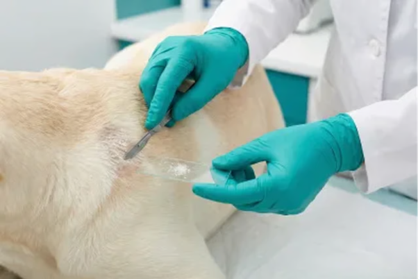 Interpreting Diagnostic Findings in Demodicosis